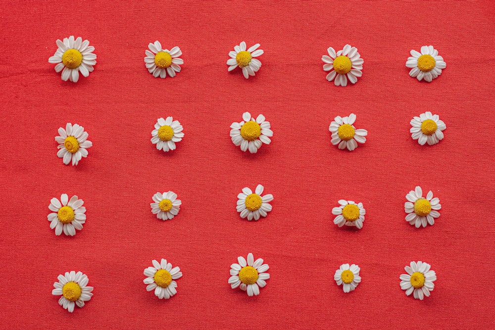 a group of small white flowers on a red surface