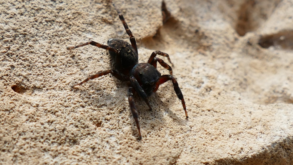 a spider crawling on the side of a rock