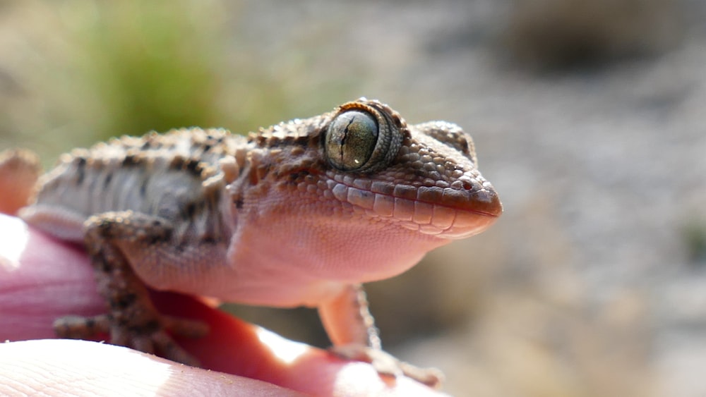 a close up of a person holding a small lizard
