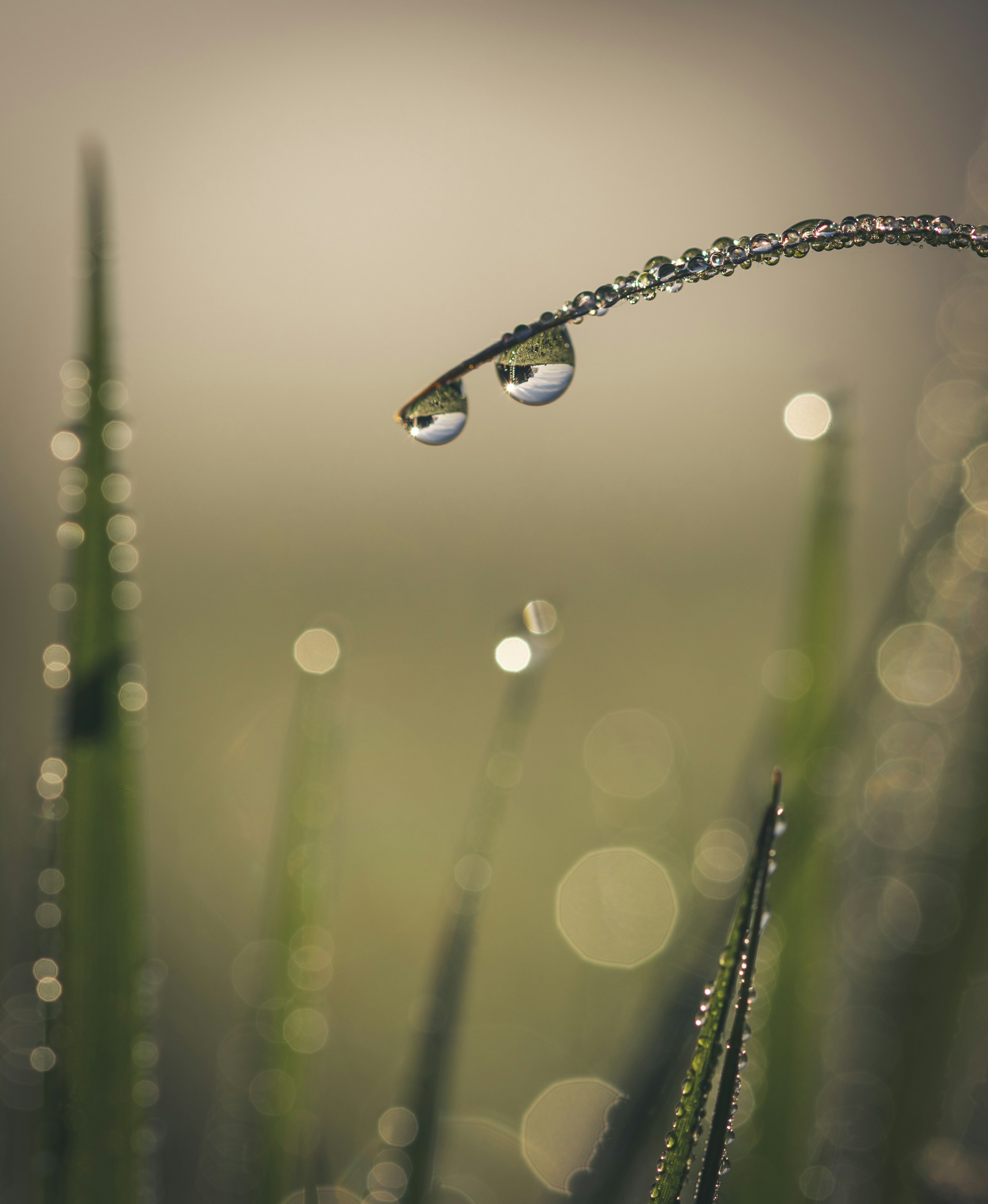 a drop of water hanging from a blade of grass