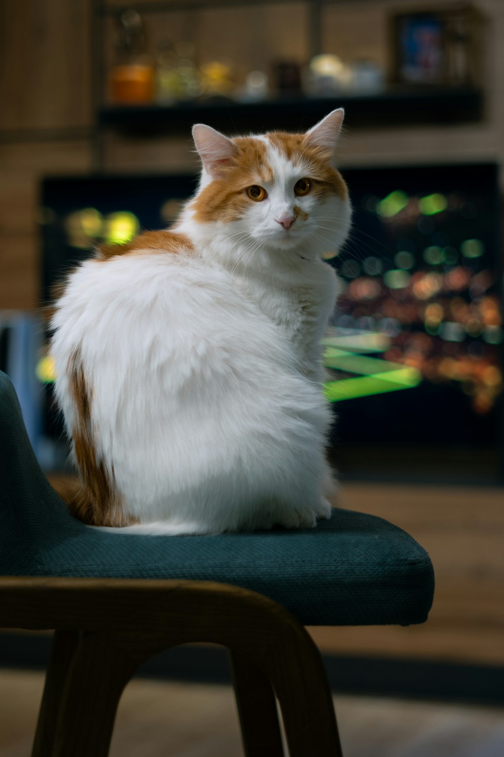 a cat sitting on a chair in front of a television