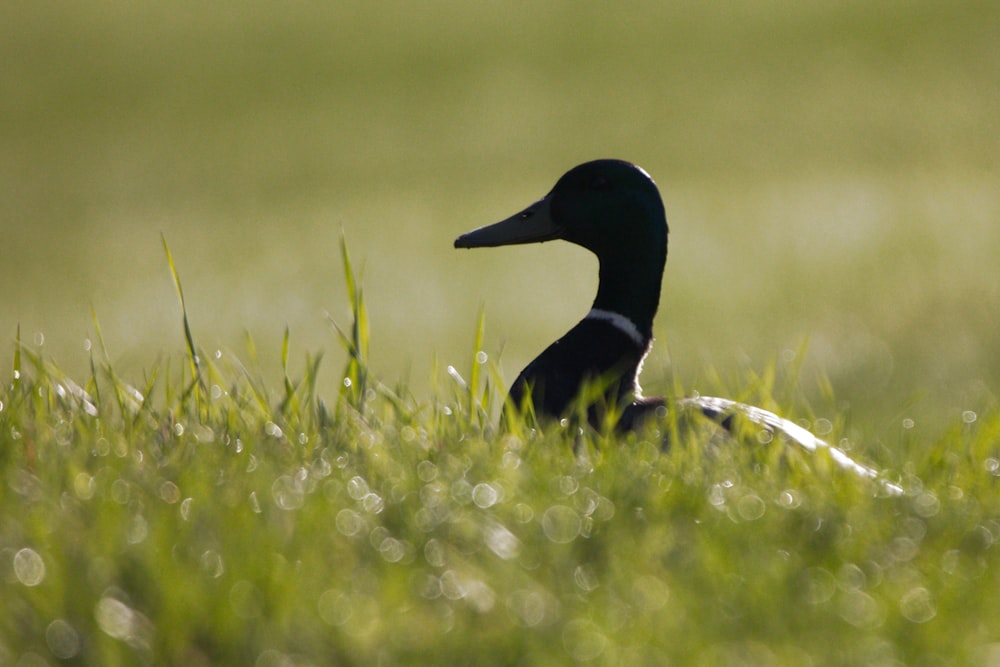 a duck that is sitting in the grass