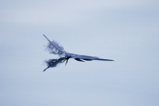 a bird flying in the sky with a feather on it's tail