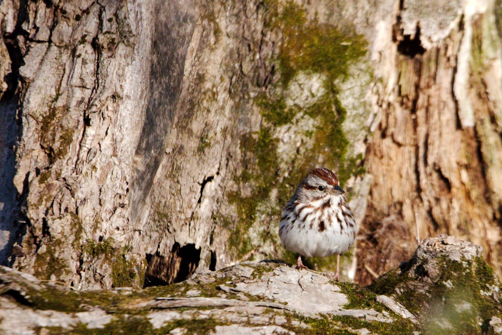 a small bird standing on a rock next to a tree
