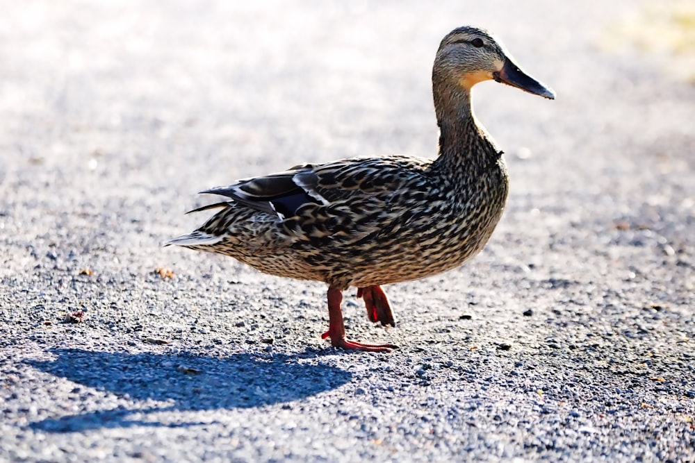 a duck is standing on the pavement in the sun