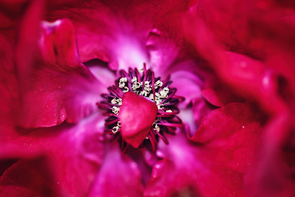 분홍색 꽃을 클로즈업한 모습