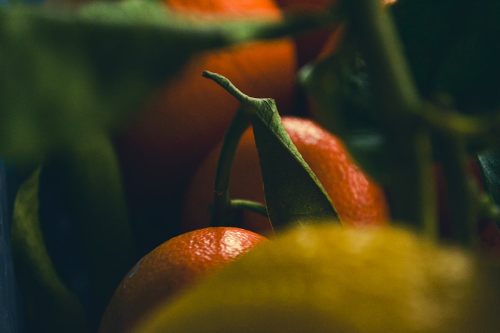 a close up of a bunch of oranges