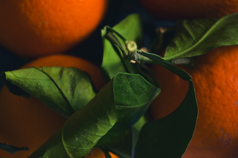 a close up of a bunch of oranges with leaves