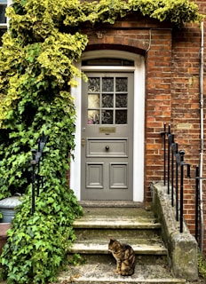 a cat sitting on steps in front of a door