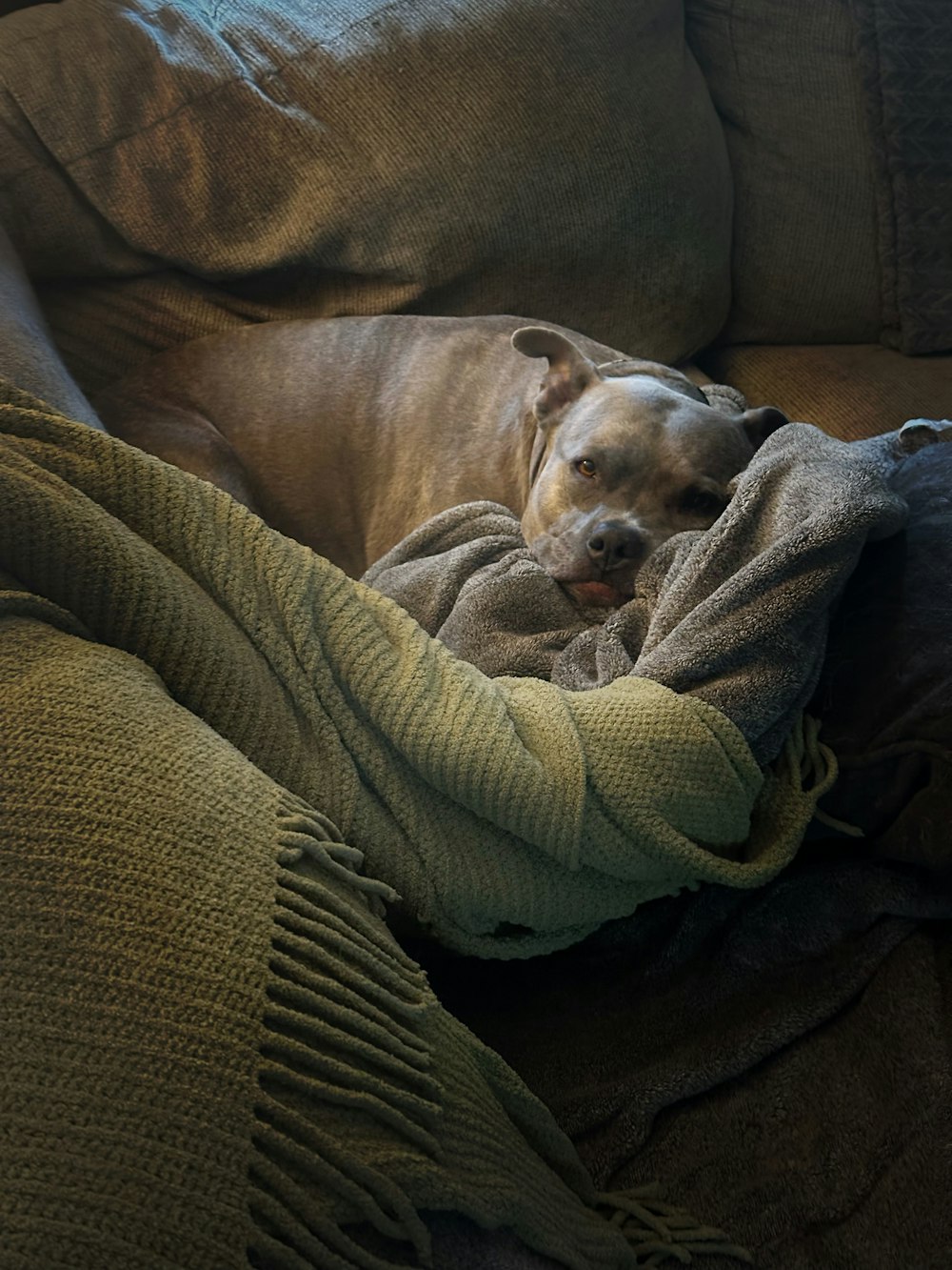 a dog laying on a couch covered in a blanket