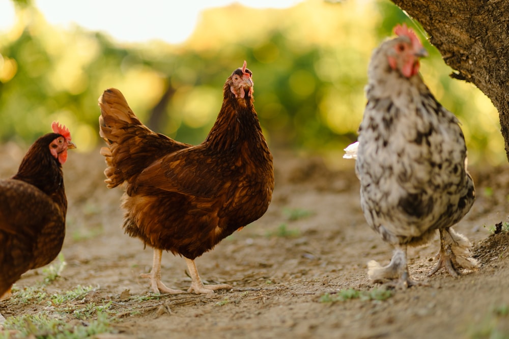 a group of chickens standing next to a tree