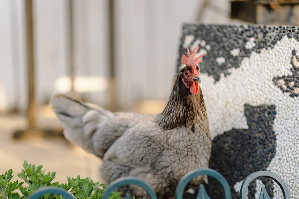 a chicken standing next to a potted plant