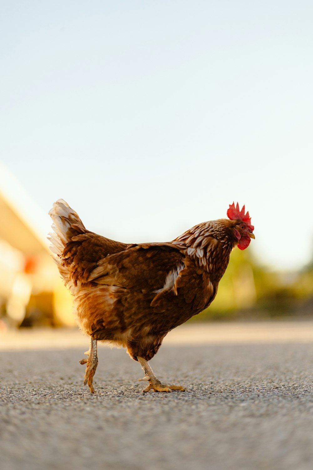 a brown and white chicken walking across a street