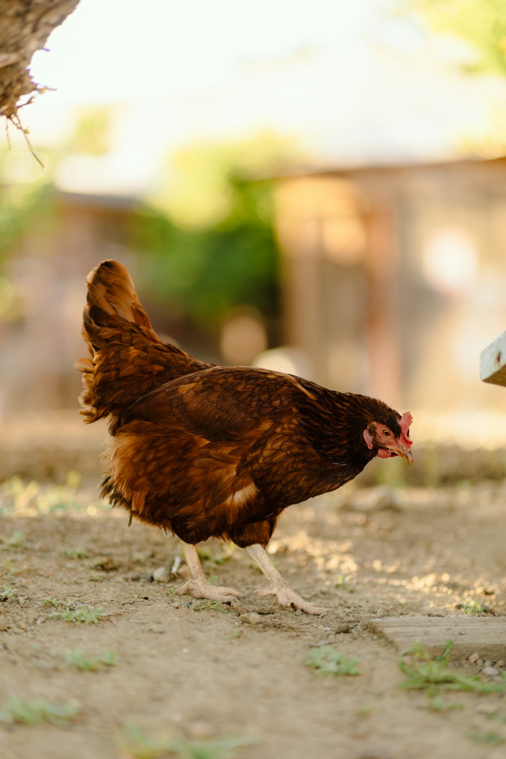 a brown chicken standing on top of a dirt field