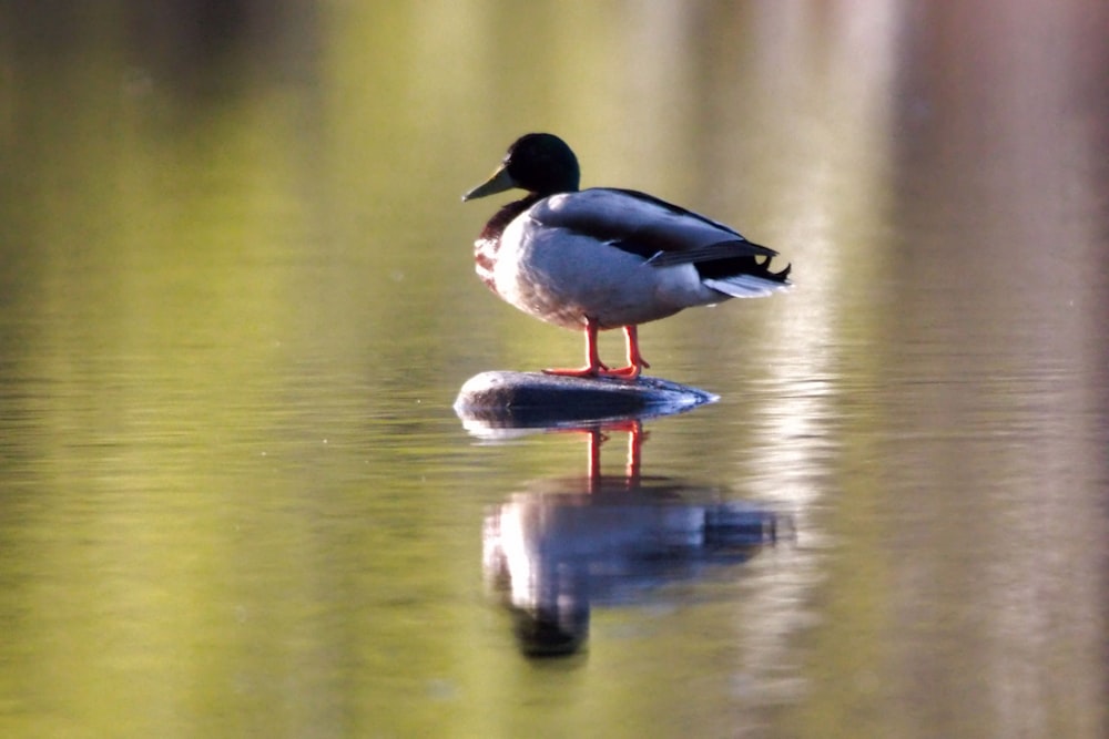 a duck is standing on a rock in the water