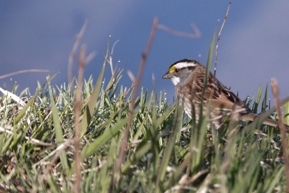 a small bird sitting on top of a lush green field