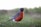 a small bird standing in a grassy field