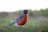 a small bird standing in a grassy field