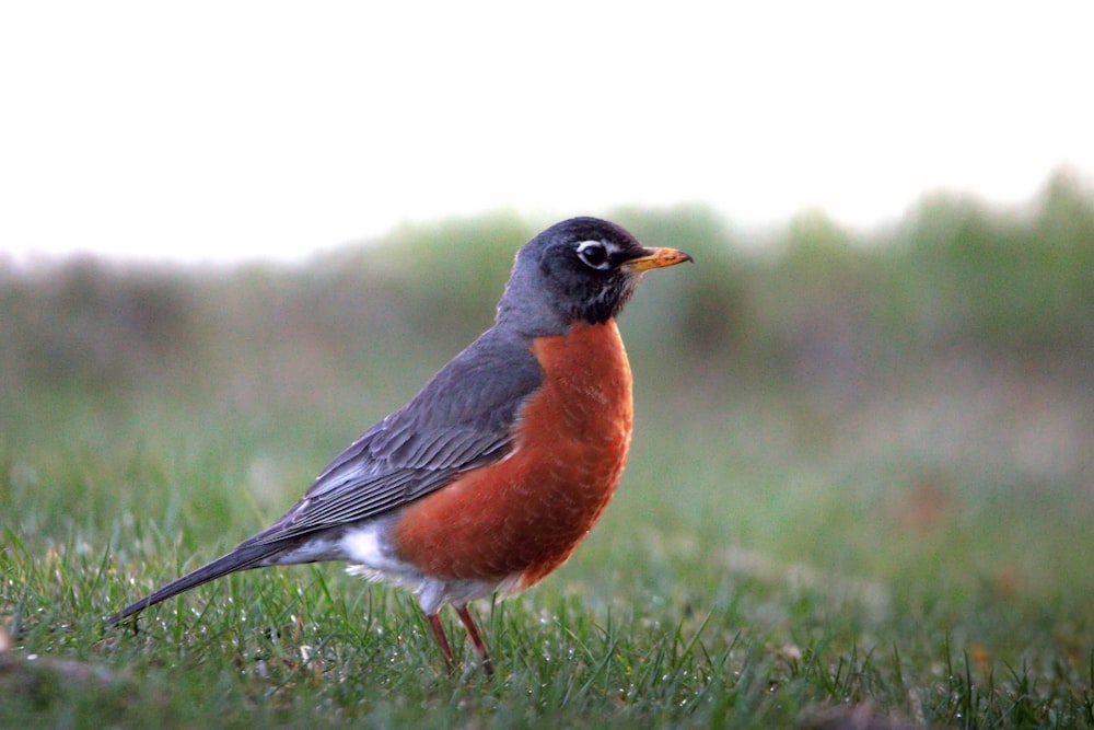 a small bird standing in a grassy field