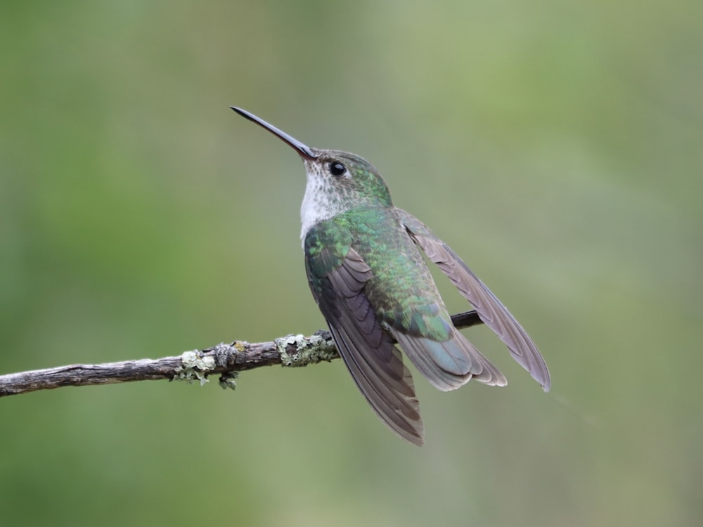 a hummingbird perched on a branch with a green background