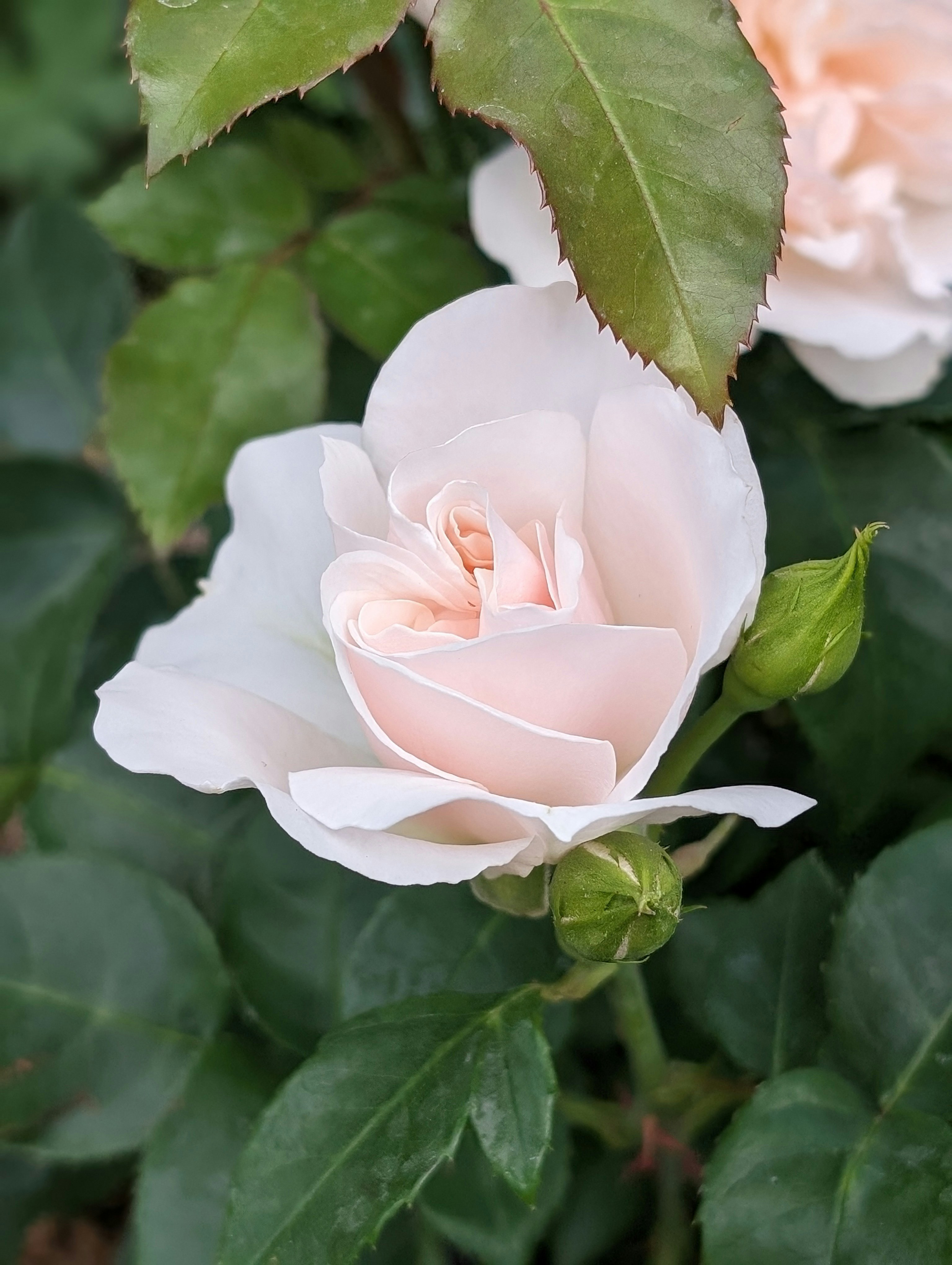 Photo by ccfrancisbooks