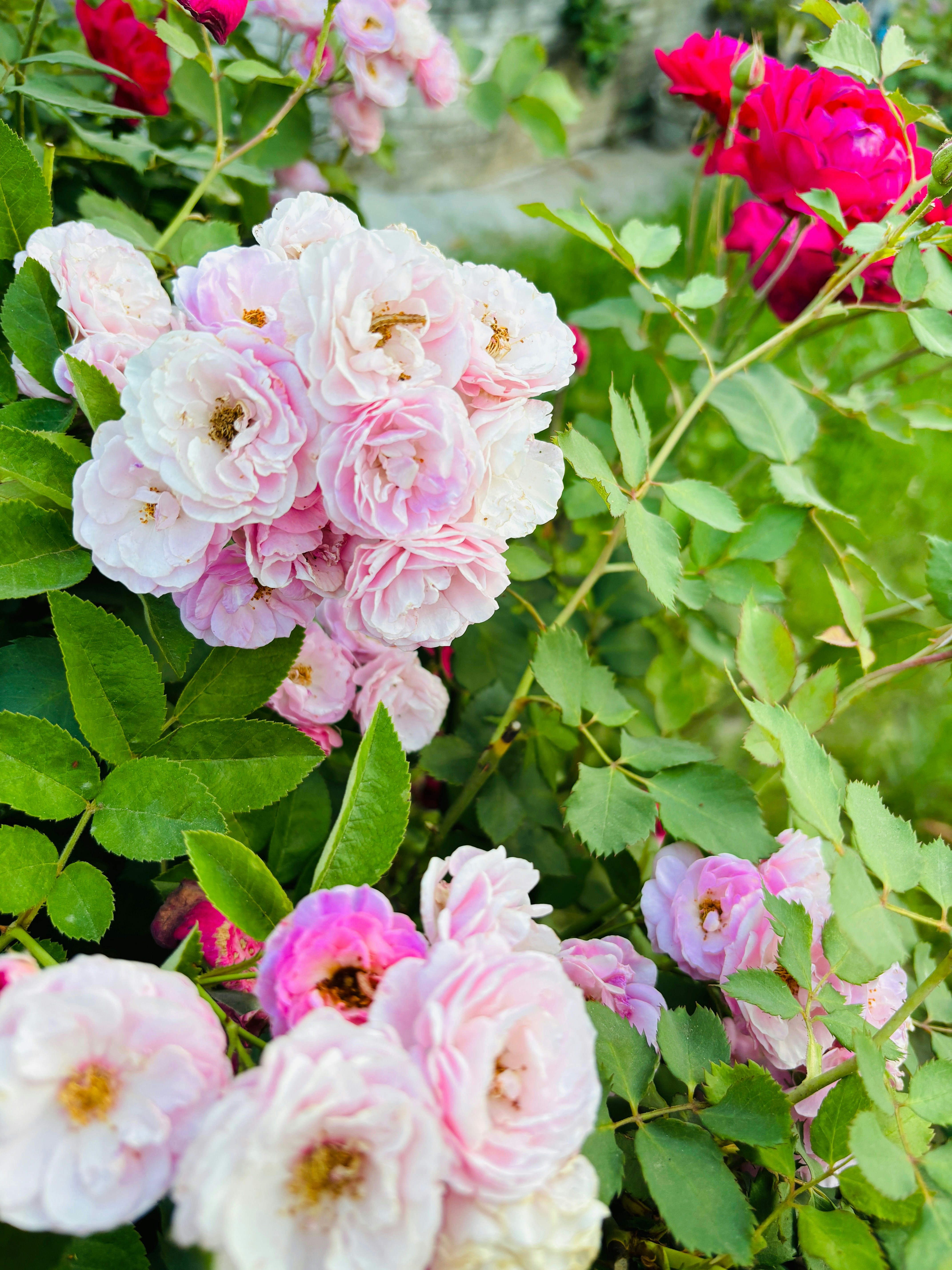 a bunch of pink and white flowers in a garden