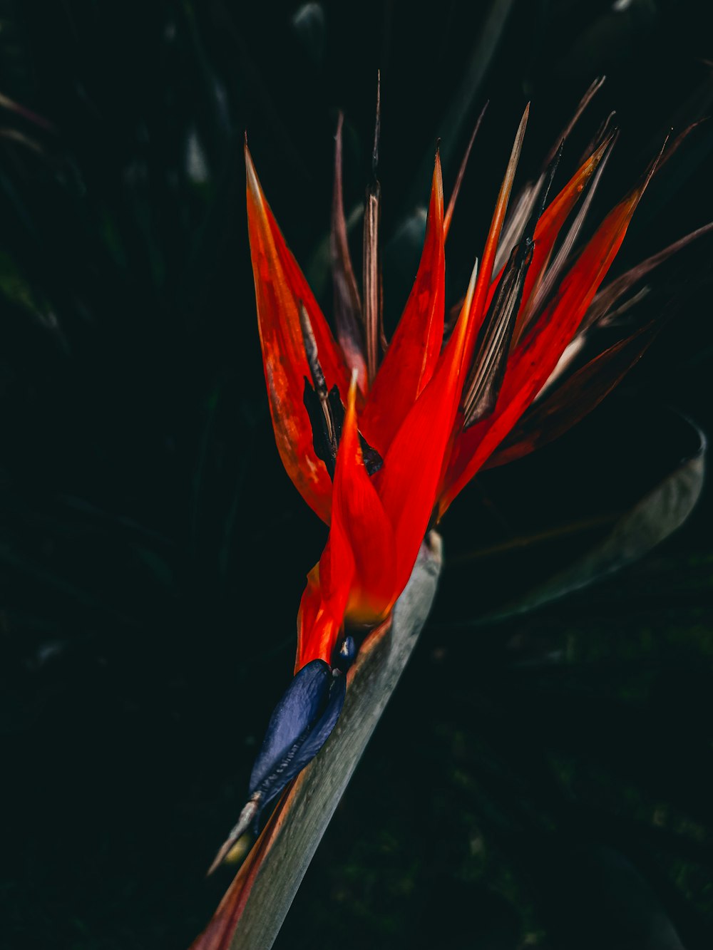 Un uccello rosso e blu è appollaiato su un ramo