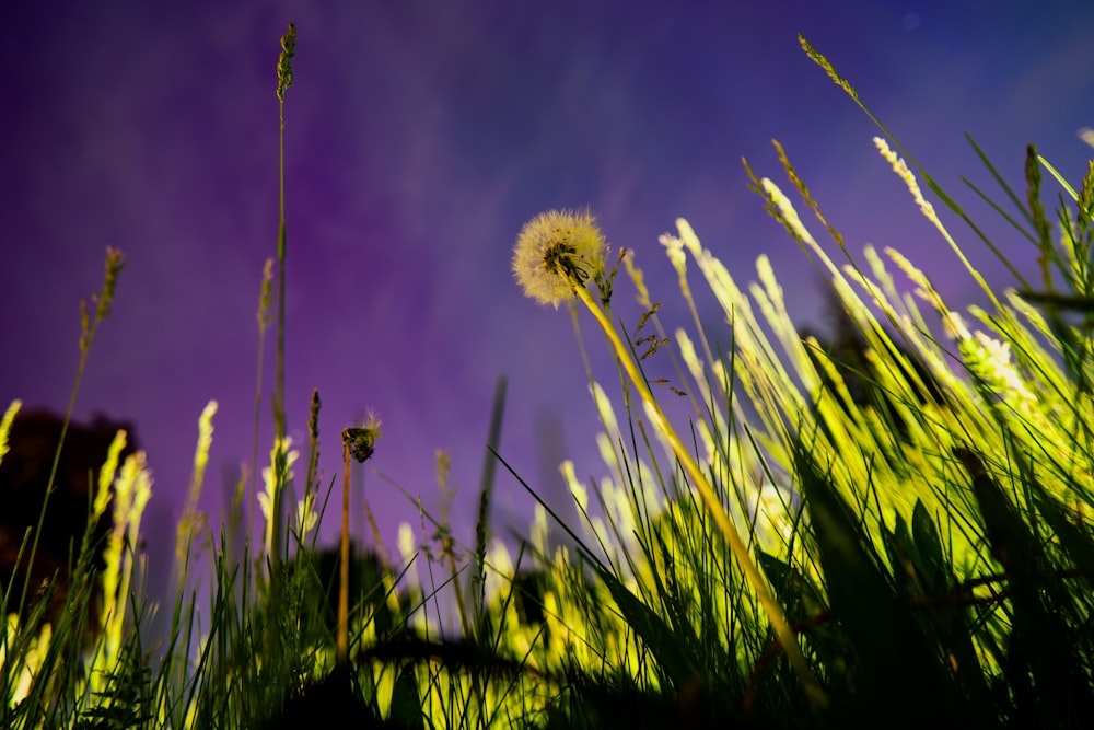 a dandelion in the middle of a grassy field