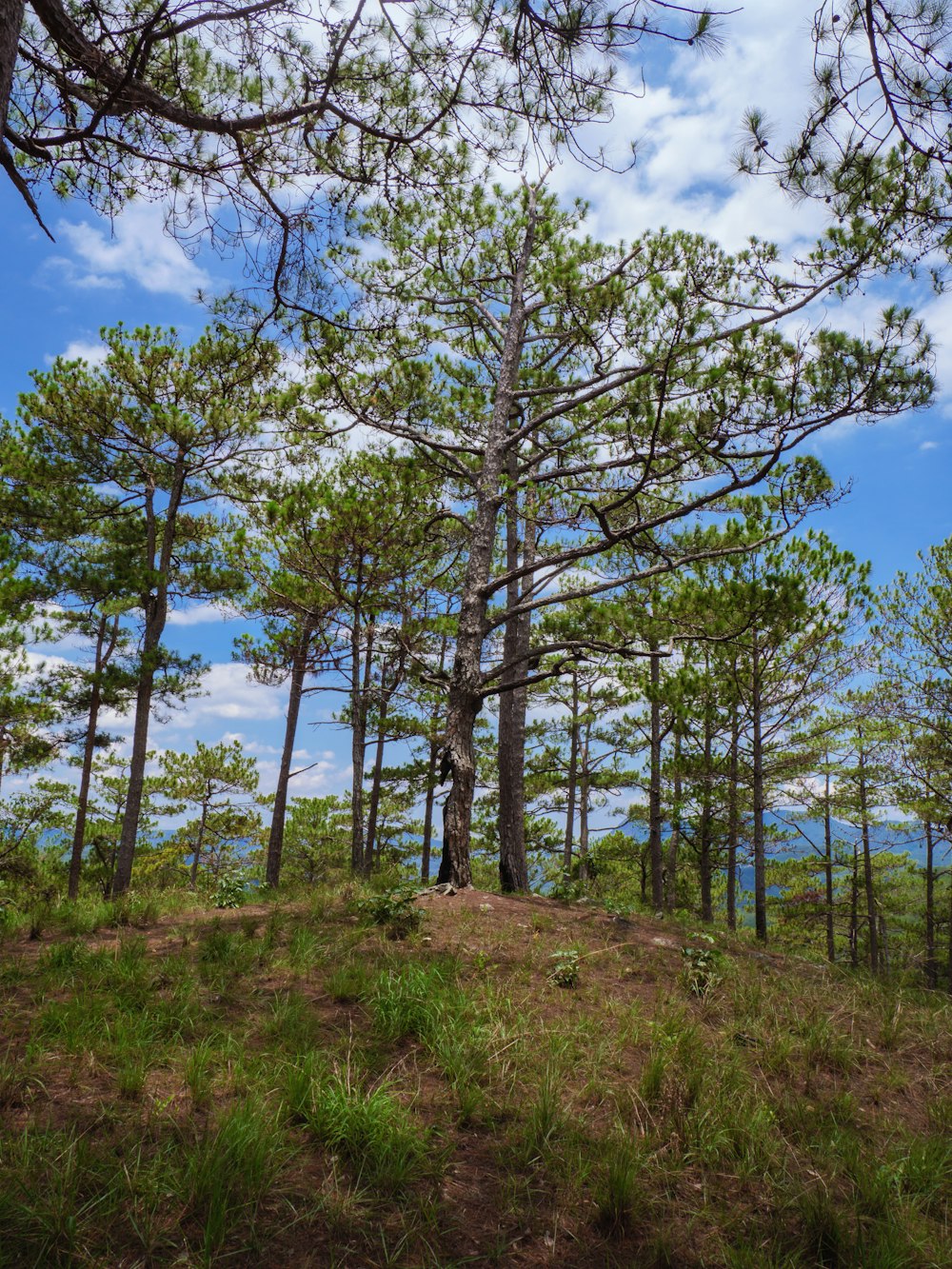 a group of trees on a hill with a blue sky in the background