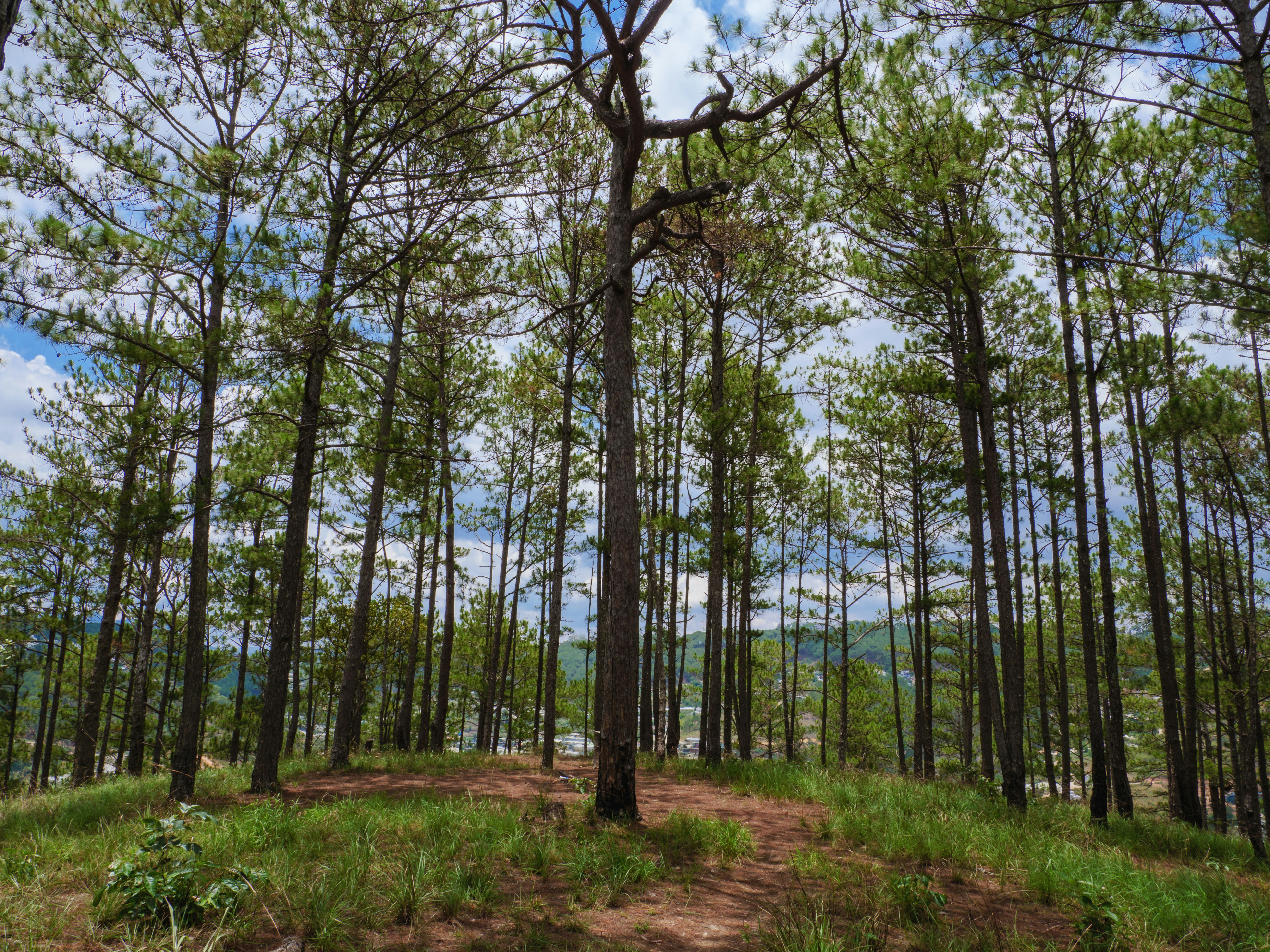 a dirt path in the middle of a forest