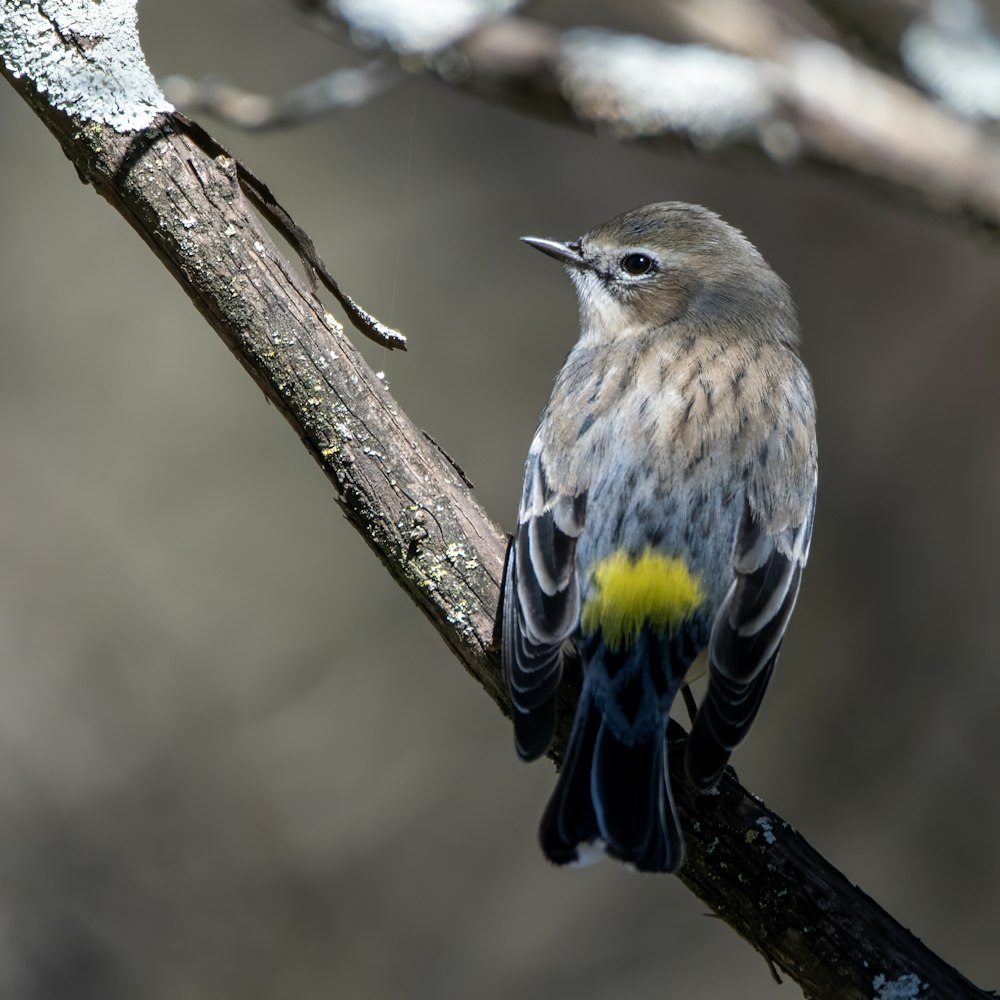 a small bird perched on a tree branch