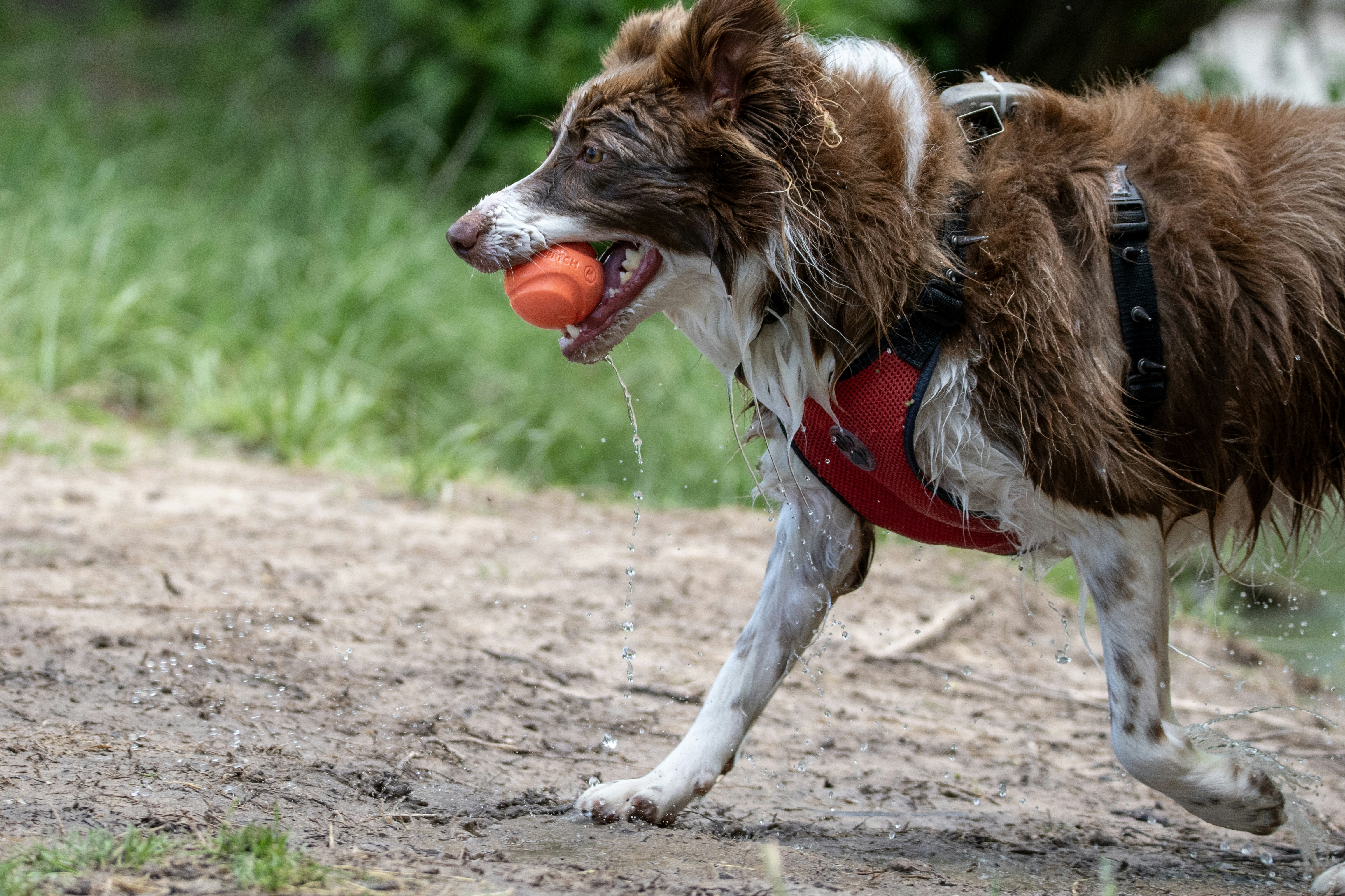 Signs Your Dog’s Reaction May Signal a Health Issue
