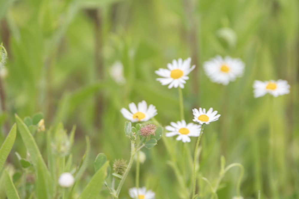 a bunch of daisies in a field of grass