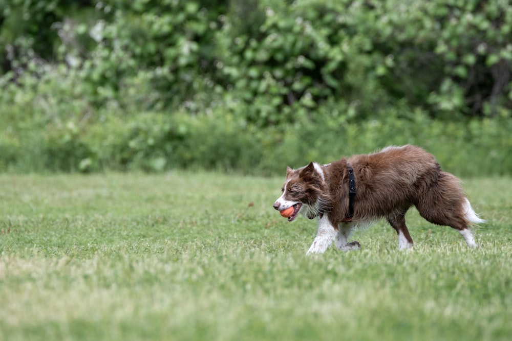 a brown and white dog with a frisbee in its mouth