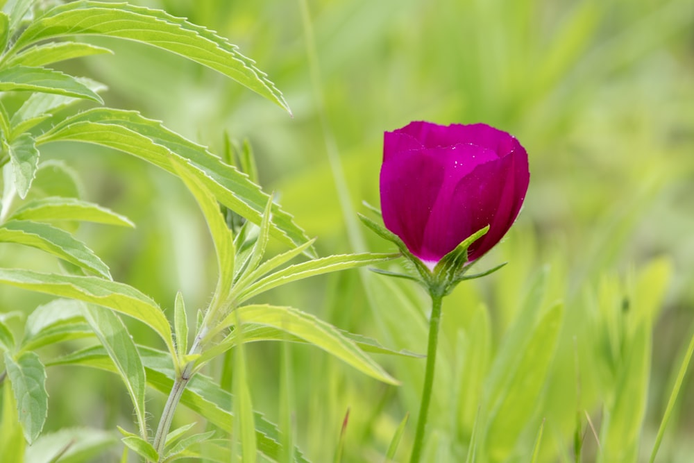 a single purple flower sitting on top of a lush green field