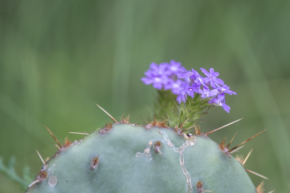 a small purple flower sitting on top of a green cactus