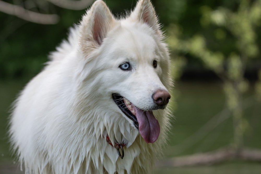 a close up of a white dog with blue eyes