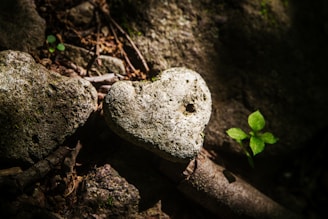 a heart shaped rock with a plant growing out of it