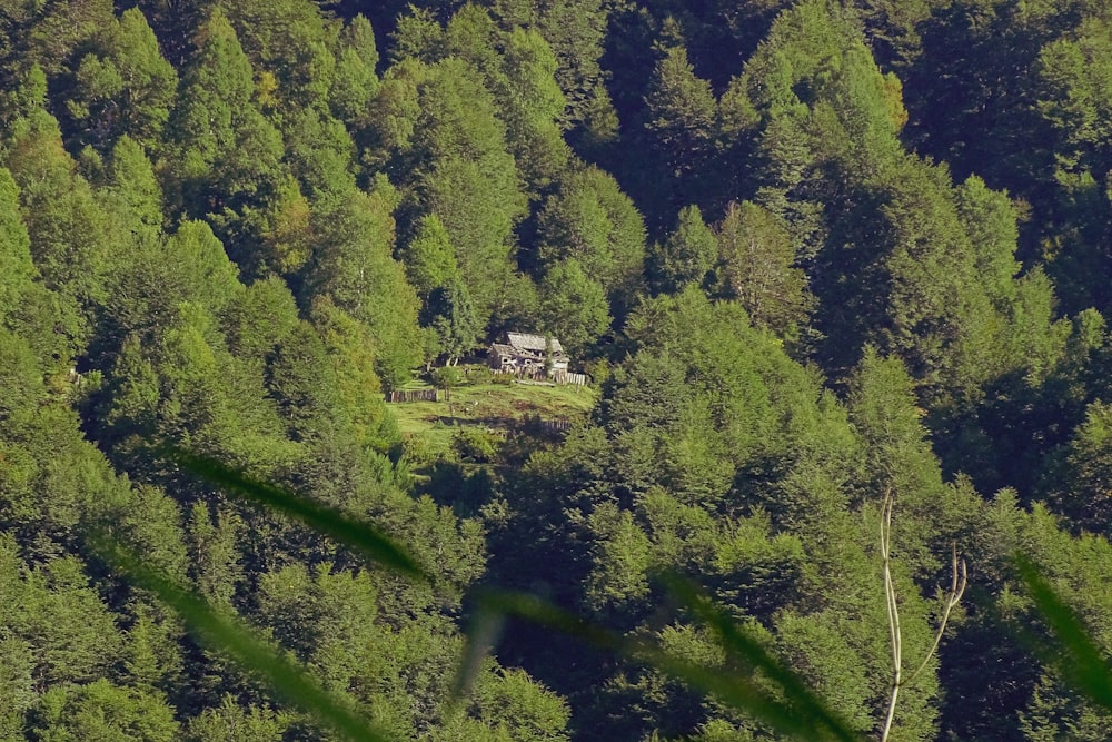 uma casa no meio de uma floresta