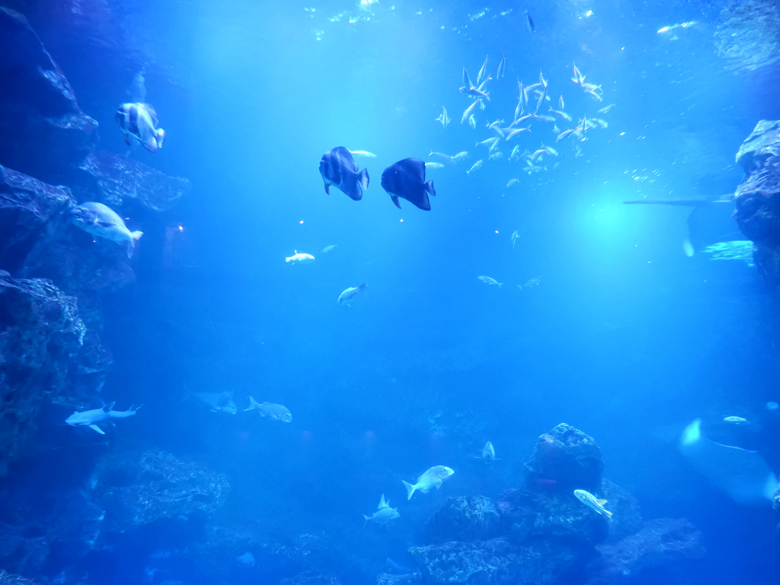 Fish gliding through a bright, sunlit blue aquarium