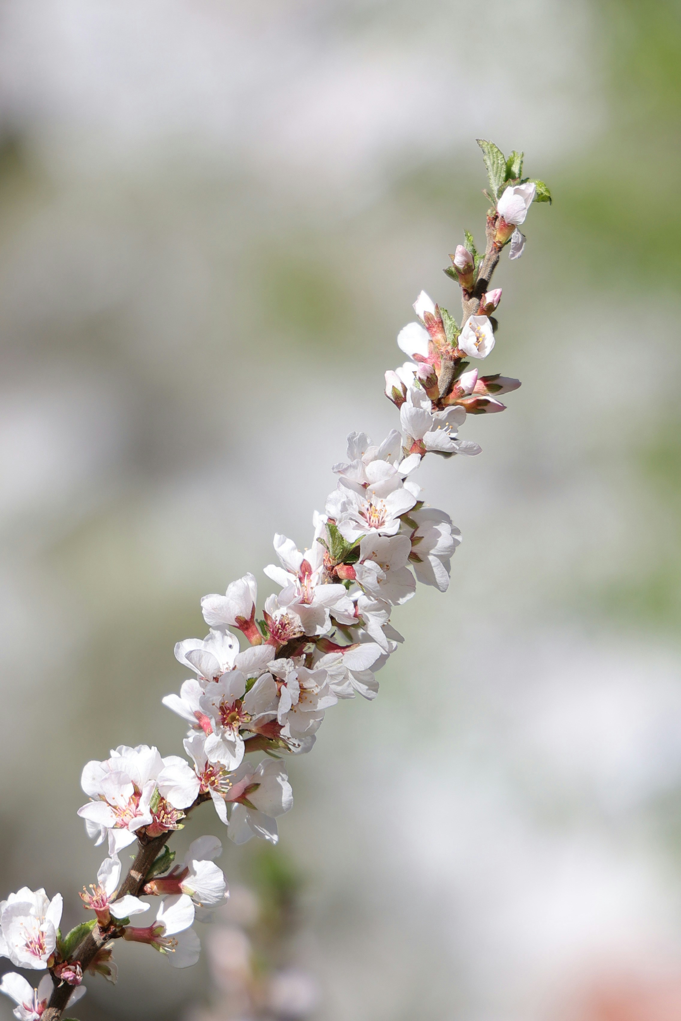 Photo by larisarunova