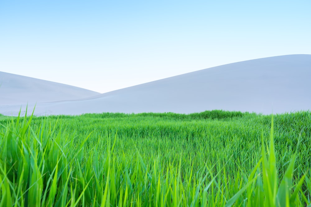 a field of green grass with hills in the background