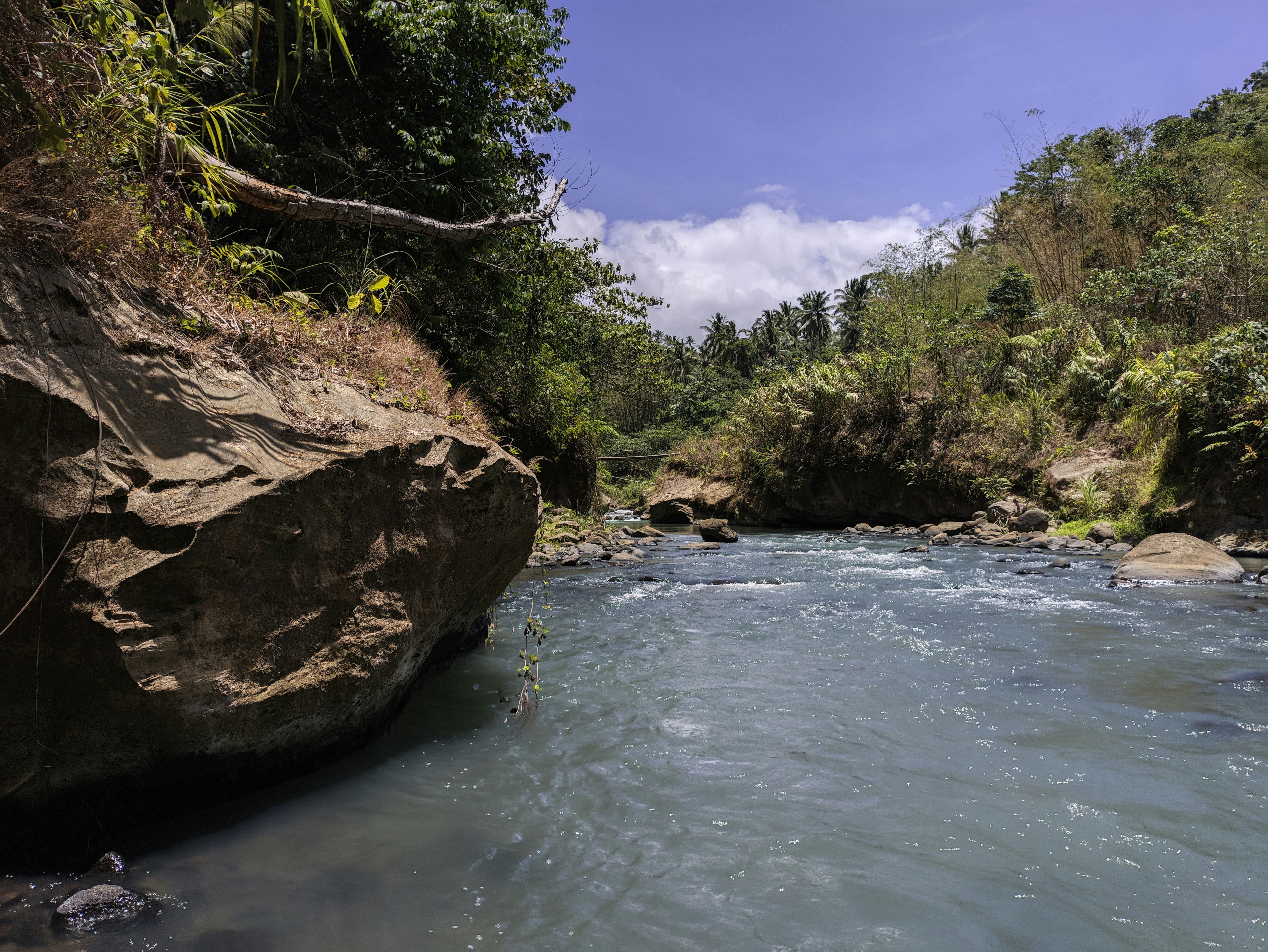 a river running through a lush green forest