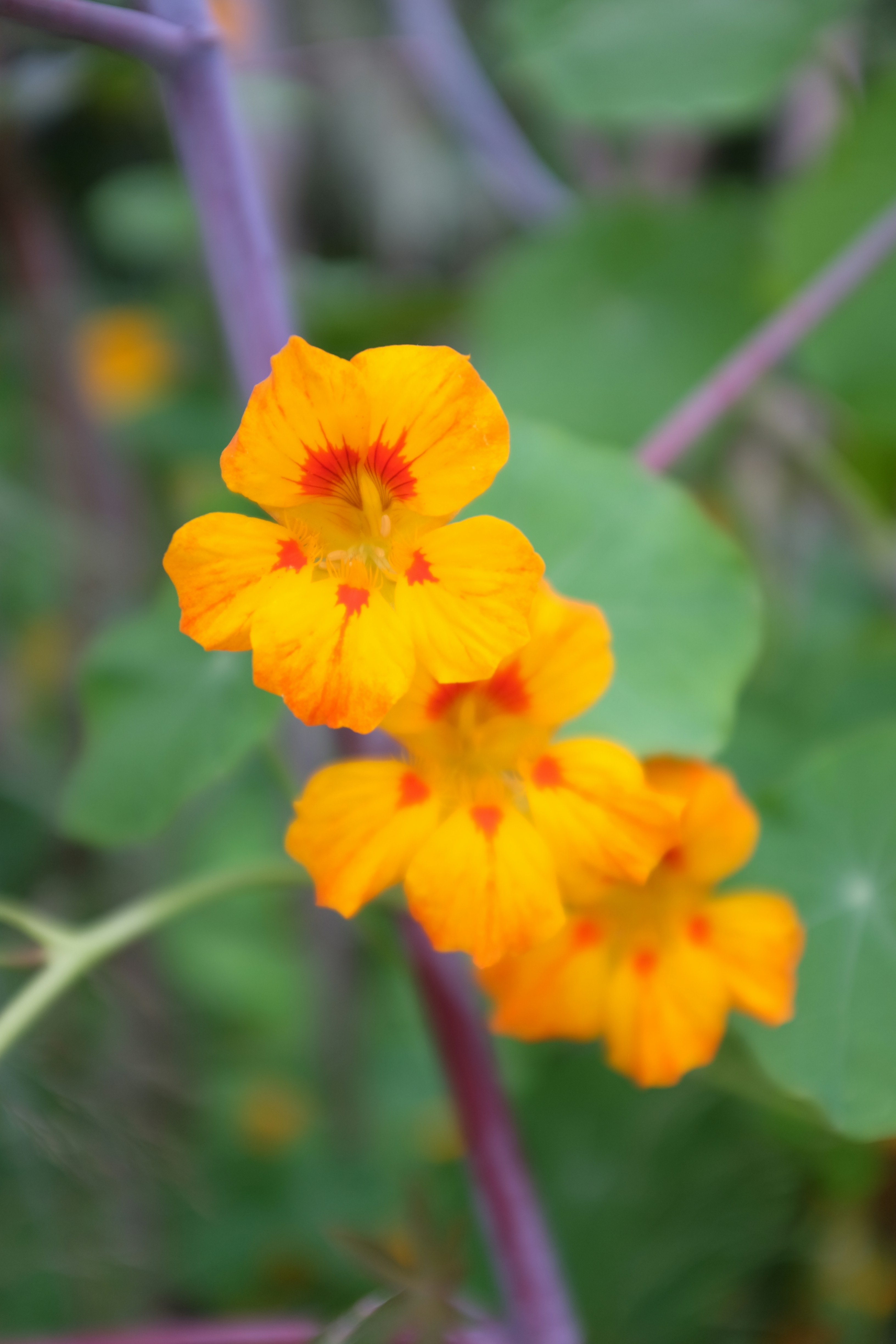 un primo piano di un piccolo fiore d'arancio