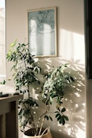 a potted plant sitting on top of a wooden table