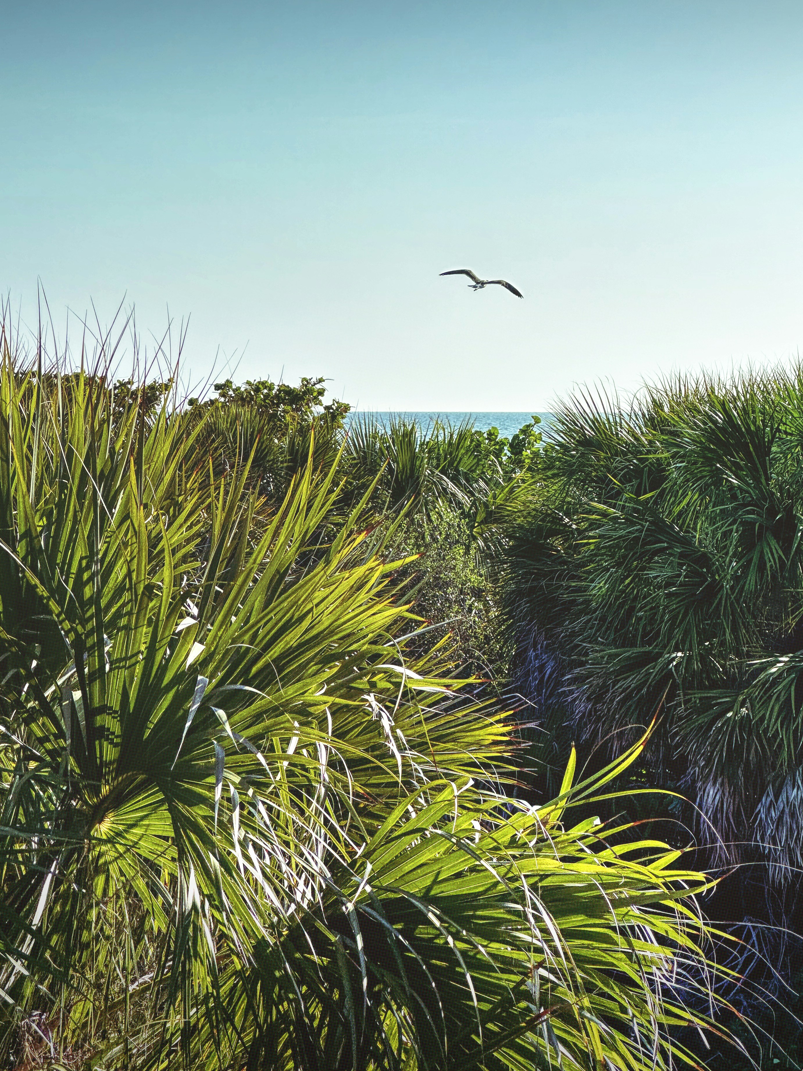 a bird flying over a lush green forest