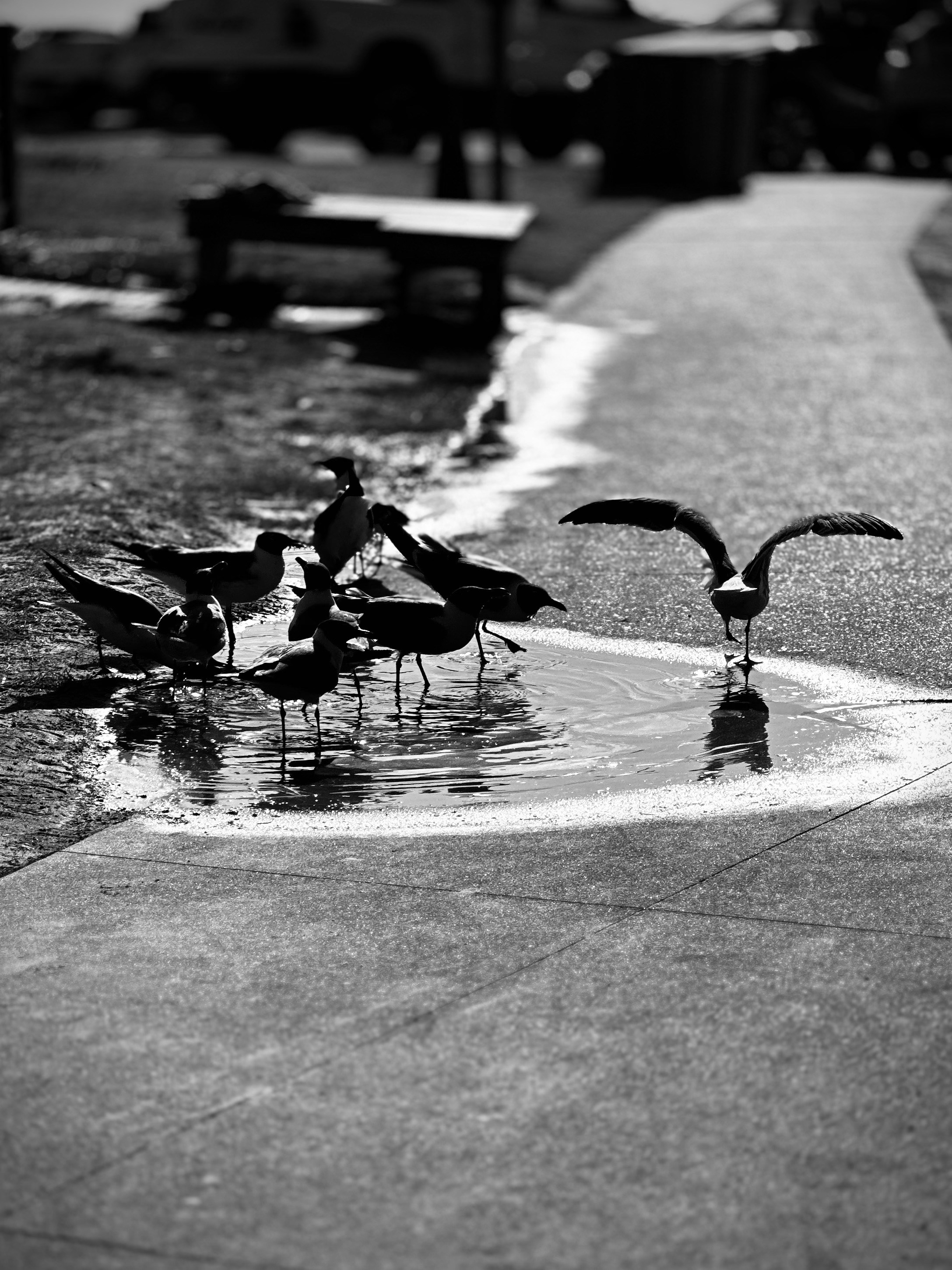 a flock of birds standing on top of a puddle of water