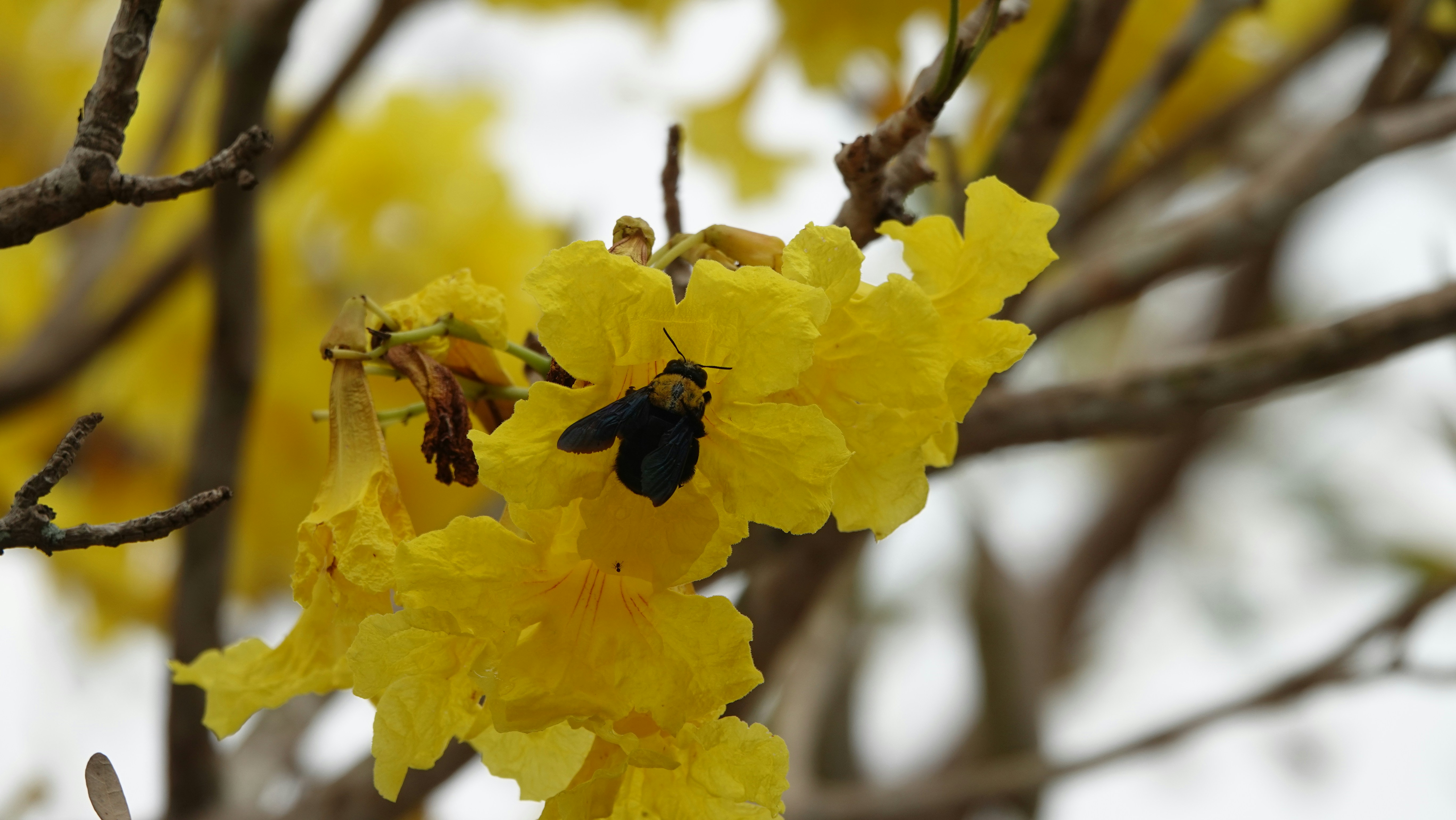a close up of a tree with yellow flowers