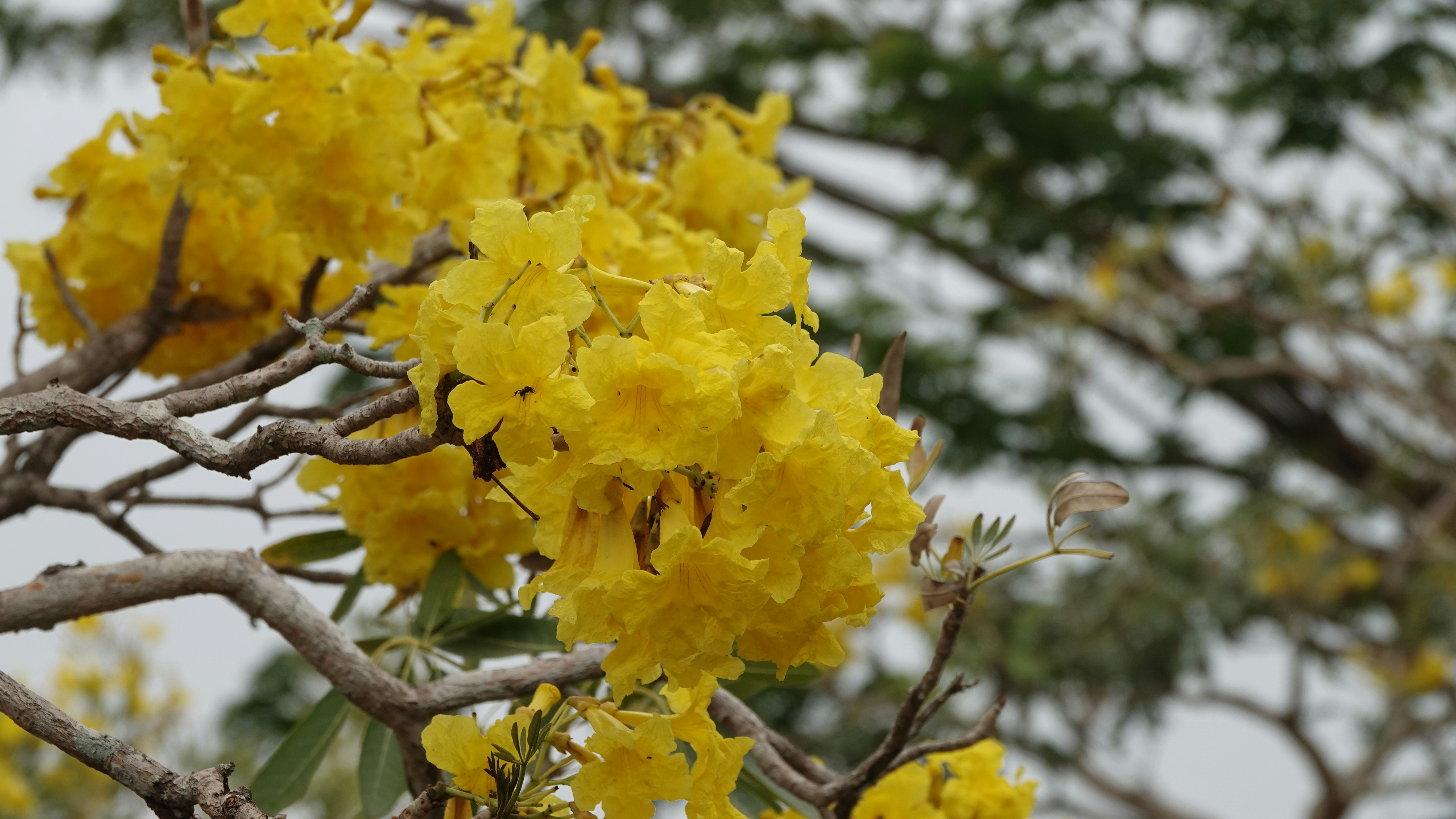 yellow flowers are blooming on a tree branch