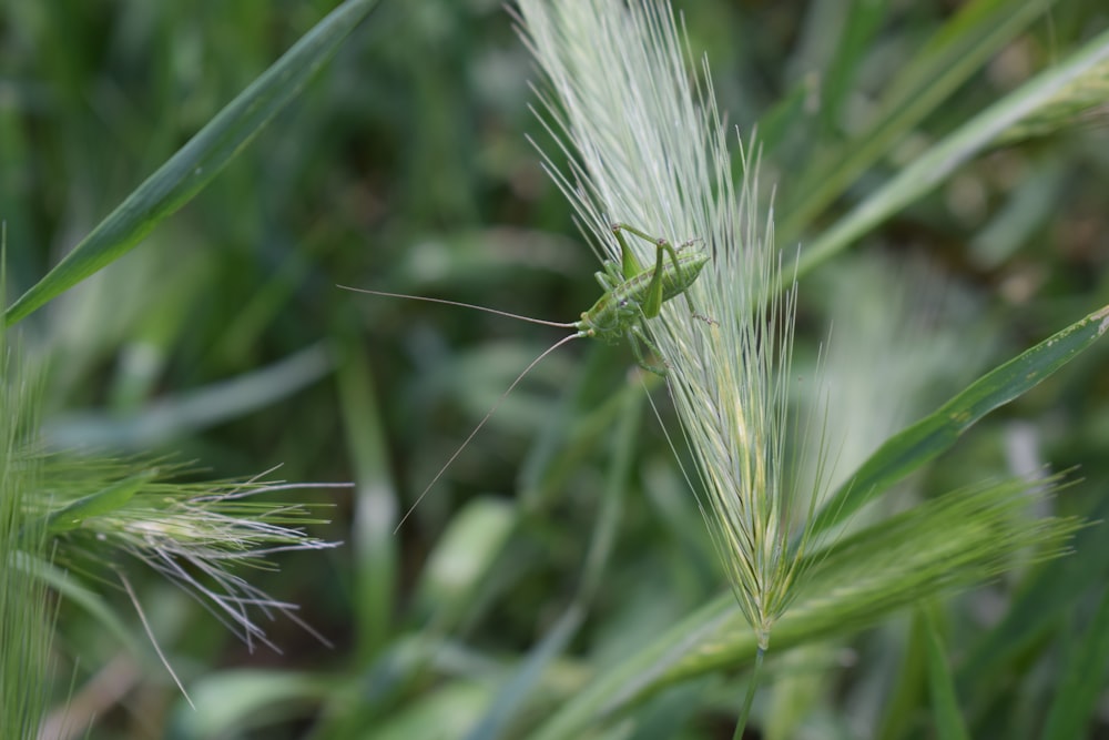 a close up of a grass plant with a bug on it